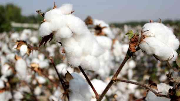 Cotton Market